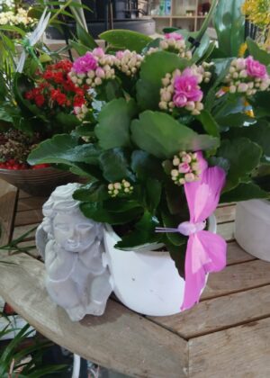 Composition plante modèle Ange