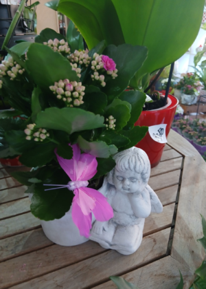 Composition plante modèle Ange - droite