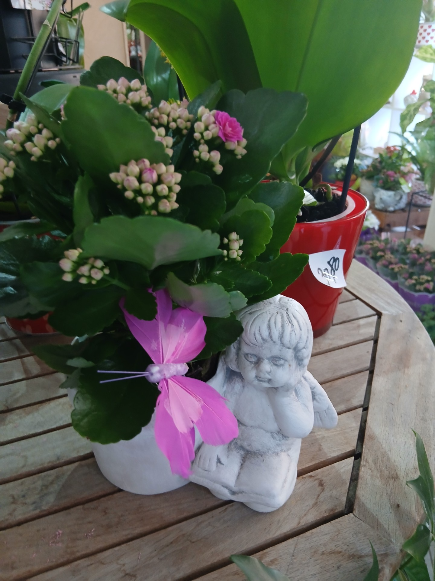 Composition plante modèle Ange - droite