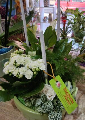 Composition plante tons blancs