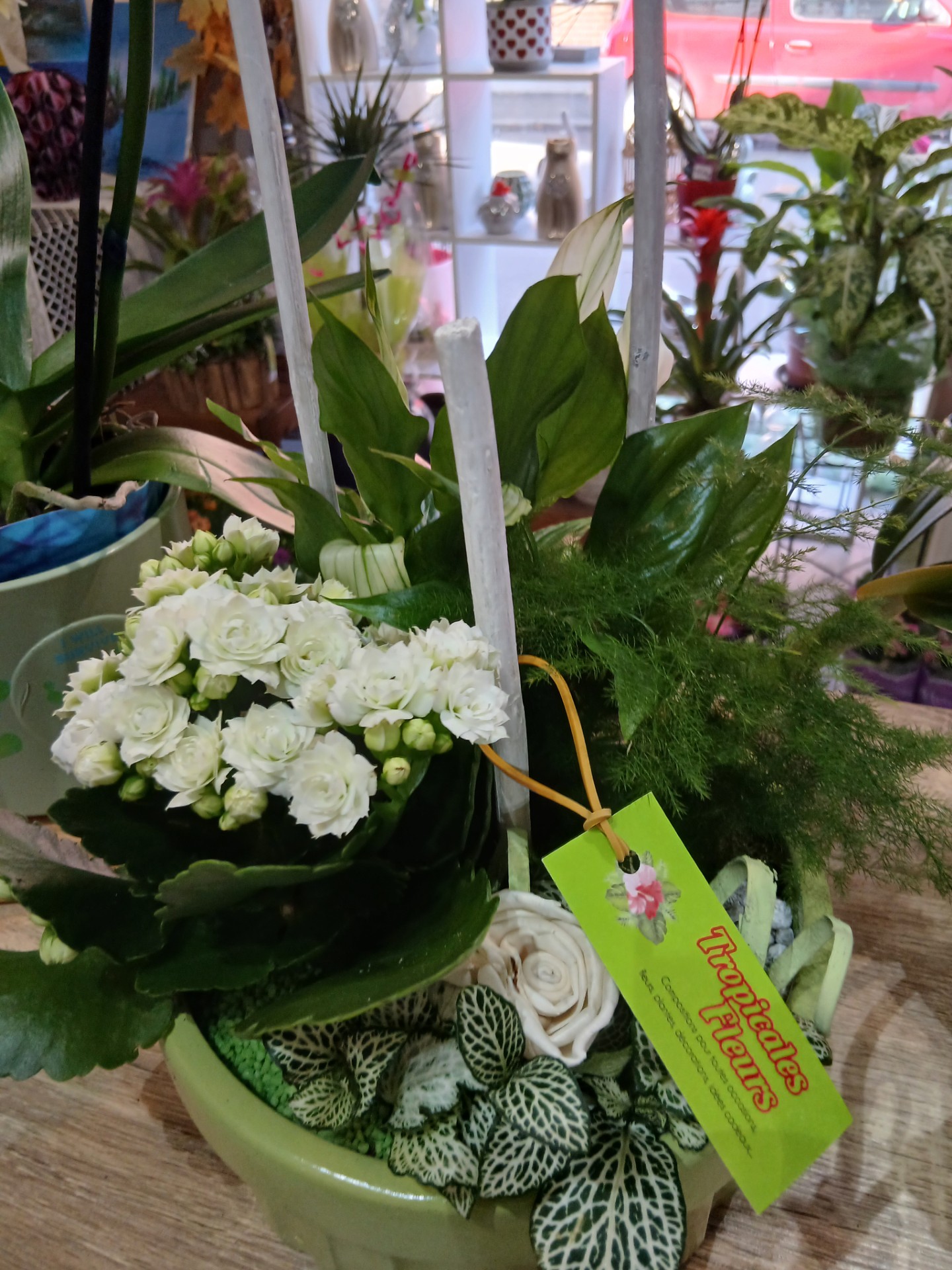 Composition plante tons blancs