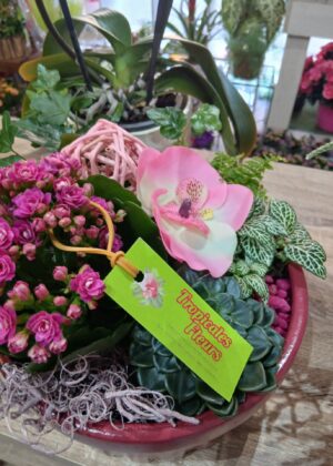 Composition plante tons roses