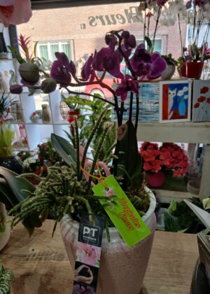 Montage orchidée