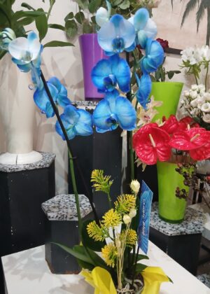 Orchidée bleue