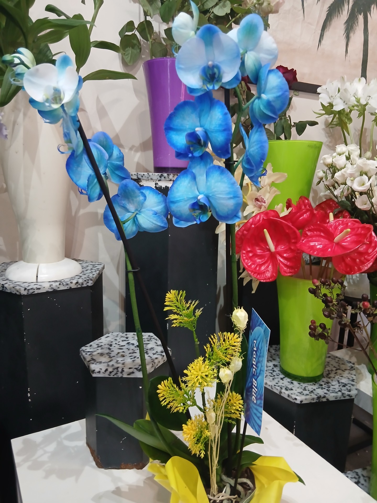 Orchidée bleue