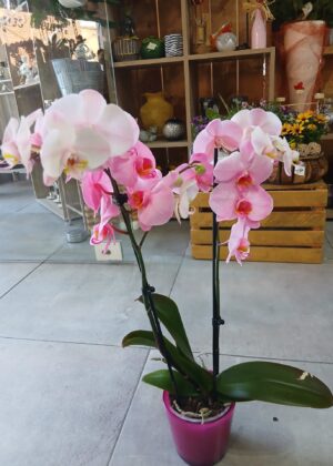 Orchidée rose
