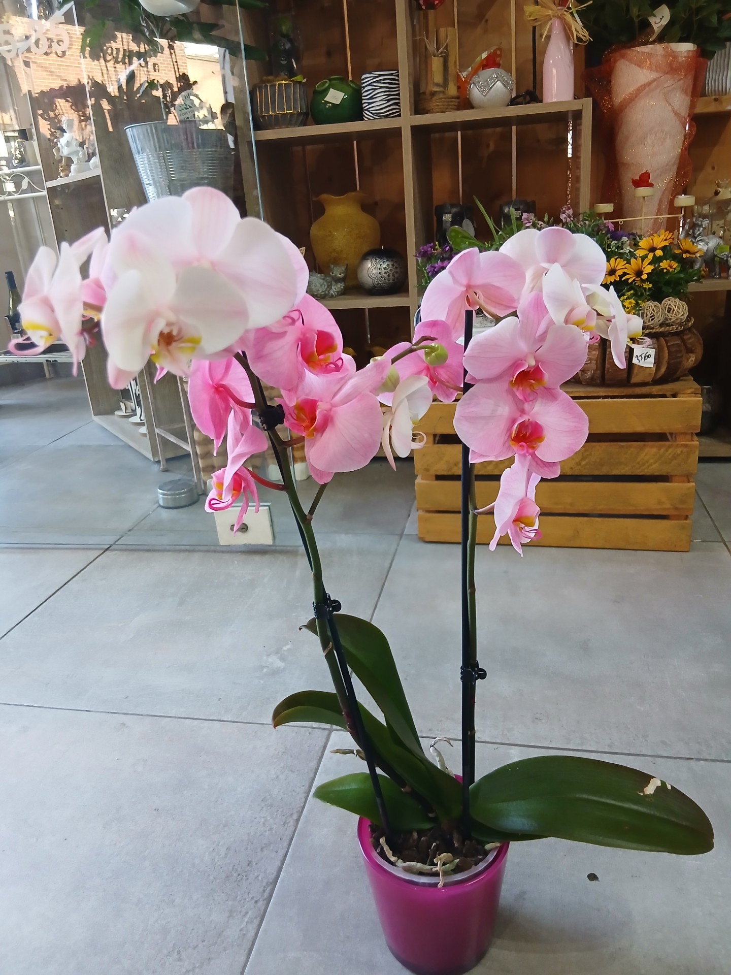 Orchidée rose
